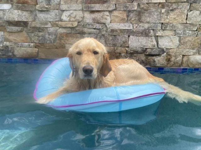Making Your Pool Dog-Friendly: Safety, Materials, and Maintenance Tips